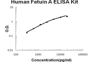Human Fetuin A Accusignal ELISA Kit Human Fetuin A AccuSignal ELISA Kit standard curve. (Fetuin A Kit ELISA)