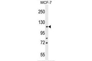 BCLAF1 Antibody (C-term) western blot analysis in MCF-7 cell line lysates (35µg/lane). (BCLAF1 anticorps  (C-Term))