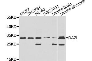 Western blot analysis of extracts of various cell lines, using DAZL antibody (ABIN5970465) at 1/1000 dilution. (DAZL anticorps)
