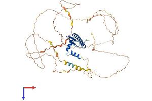 AlphaFold protein structure predicition of Human Recombinant MEF2D Protein, UniprotID Q14814