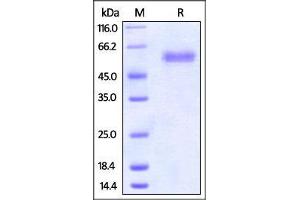 Biotinylated Human CD47, Fc Tag on SDS-PAGE under reducing (R) condition.