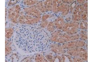 IHC-P analysis of Human Kidney Tissue, with DAB staining. (PEBP1 anticorps  (AA 2-187))