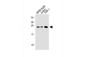 All lanes : Anti-Bcl-2 Antibody (BH3 Domain Specific) at 1:1000 dilution Lane 1: RI 8226 whole cell lysate Lane 2: Jurkat whole cell lysate Lane 3: THP-1 whole cell lysate Lysates/proteins at 20 μg per lane. (Bcl-2 anticorps  (AA 75-110))