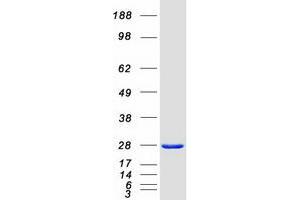 Validation with Western Blot