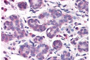 Anti-OSTC antibody  ABIN1049189 IHC staining of human breast. (OSTC anticorps  (N-Term))