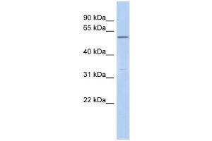 C6ORF182 antibody used at 1 ug/ml to detect target protein.
