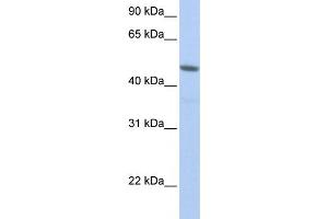 Western Blotting (WB) image for anti-Nuclear RNA Export Factor 3 (NXF3) antibody (ABIN2458541) (NXF3 anticorps)
