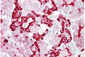 Anti-GP2 antibody IHC staining of human pancreas. (GP2 anticorps  (AA 182-231))