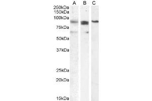 ABIN571072 (0. (PRDM1 anticorps  (Internal Region))