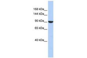 Image no. 1 for anti-PWP2 (Periodic Tryptophan Protein) Homolog (PWP2H) (AA 576-625) antibody (ABIN6740937) (PWP2 anticorps  (AA 576-625))