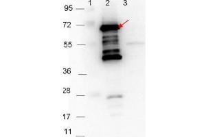 Western blot showing detection of 0. (P35 anticorps)