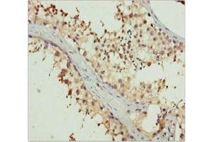Immunohistochemistry of paraffin-embedded human testis tissue using ABIN7151996 at dilution of 1:100 (ERLIN2 anticorps  (AA 212-339))