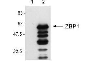 Western Blot analysis of mouse ZBP1 in L929 cells by using anti-ZBP1, mAb (Zippy-1) . (ZBP1 anticorps  (AA 1-411))