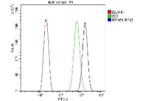 Flow Cytometry analysis of U20S cells using anti-Eph receptor B1 antibody (ABIN3042375). (EPH Receptor B1 anticorps  (N-Term))