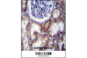 HYAL2 Antibody immunohistochemistry analysis in formalin fixed and paraffin embedded human kidney tissue followed by peroxidase conjugation of the secondary antibody and DAB staining. (HYAL2 anticorps  (AA 128-157))