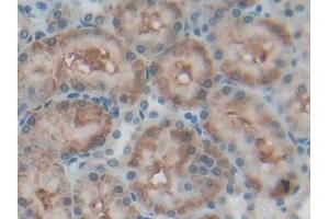 IHC-P analysis of Rat Kidney Tissue, with DAB staining. (CD90 anticorps  (AA 1-161))
