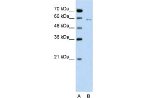 Western Blotting (WB) image for anti-Cell Division Cycle 23 (CDC23) antibody (ABIN2462656) (CDC23 anticorps)