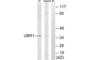 Western Blotting (WB) image for anti-Ubiquitin Protein Ligase E3 Component N-Recognin 1 (UBR1) (Internal Region) antibody (ABIN1851278) (UBR1 anticorps  (Internal Region))
