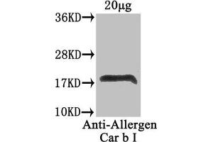 Western Blot Positive WB detected in: Carpinus betulus (20 μg) All lanes: Allergen Car b I antibody at 4 μg/mL Secondary Goat polyclonal to rabbit IgG at 1/50000 dilution Predicted band size: 18 kDa Observed band size: 18 kDa (LOC100280979 anticorps  (AA 2-160))