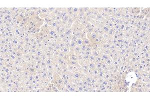 Detection of APOA5 in Mouse Liver Tissue using Polyclonal Antibody to Apolipoprotein A5 (APOA5) (APOA5 anticorps  (AA 21-210))