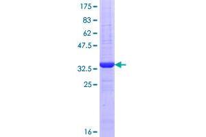Image no. 1 for Aralkylamine N-Acetyltransferase (AANAT) (AA 1-79) protein (GST tag) (ABIN1305403)