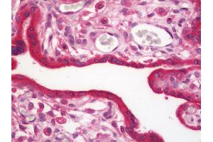 Anti-PFDN1 antibody IHC staining of human placenta. (PFDN1 anticorps  (HRP))