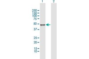 Western Blot analysis of TUBAL3 expression in transfected 293T cell line by TUBAL3 MaxPab polyclonal antibody. (TUBAL3 anticorps  (AA 1-406))