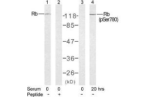 Western blot analysis of extract from K562 cells untreated or treated with 10% serum after 48 hours of starvation, using Rb (Ab-780) antibody (E021110, Lane 1 and 2) and Rb (phospho-Ser780) antibody (E011132, Lane 3 and 4). (Retinoblastoma 1 anticorps)