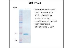 SDS-PAGE (SDS) image for Desert Hedgehog (DHH) (Active) protein (ABIN5509480) (desert Hedgehog Protéine)