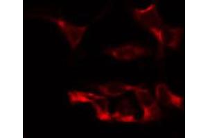 ABIN6274883 staining HepG2 by IF/ICC.