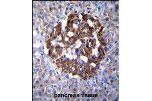 PCDH20 Antibody immunohistochemistry analysis in formalin fixed and paraffin embedded human pancreas tissue followed by peroxidase conjugation of the secondary antibody and DAB staining. (PCDH20 anticorps  (AA 445-472))