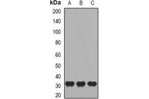 Western blot analysis of CD27 expression in Raji (A), HL60 (B), mouse skeletal muscle (C) whole cell lysates. (CD27 anticorps)