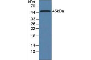 Mouse Detection antibody from the kit in WB with Positive Control: Sample Rat Pancreas Tissue. (ORM1 Kit ELISA)
