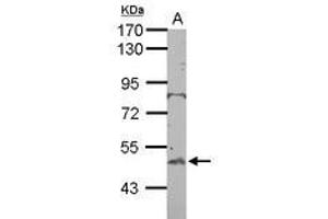 Image no. 1 for anti-BTB (POZ) Domain Containing 10 (BTBD10) (AA 188-436) antibody (ABIN1501880) (BTBD10 anticorps  (AA 188-436))
