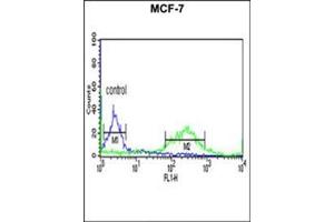 Flow cytometric analysis of MCF-7 cells using ETS2 Antibody (Center) Cat. (ETS2 anticorps  (Middle Region))