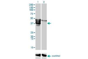 Western blot analysis of FLJ23356 over-expressed 293 cell line, cotransfected with FLJ23356 Validated Chimera RNAi (Lane 2) or non-transfected control (Lane 1).