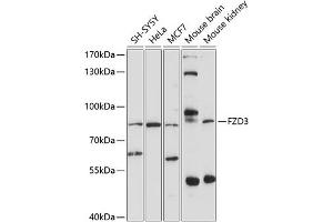 Western blot analysis of extracts of various cell lines, using FZD3 antibody (ABIN6131660, ABIN6140839, ABIN6140840 and ABIN6214182) at 1:1000 dilution. (FZD3 anticorps  (AA 23-205))