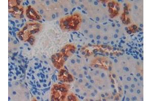 IHC-P analysis of Mouse Kidney Tissue, with DAB staining. (Kallikrein 6 anticorps  (AA 19-261))