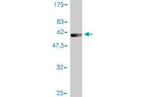 Western Blot detection against Immunogen (54.