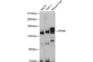 Western blot analysis of extracts of various cell lines, using PTPRF antibody (ABIN6129316, ABIN6146462, ABIN6146463 and ABIN6221096) at 1:1000 dilution.
