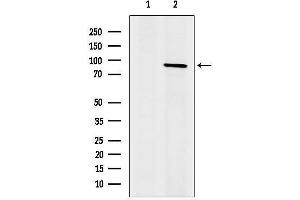 anti-SH2B Adaptor Protein 3 (SH2B3) (N-Term) antibody