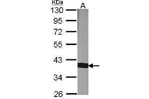 WB Image Sample (30 ug of whole cell lysate) A:NIH-3T3 10% SDS PAGE antibody diluted at 1:1000