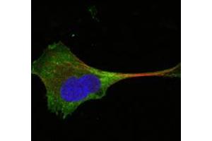 Confocal immunofluorescence analysis of PANC-1 cells using WNT10B mouse mAb (green).