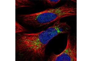 Immunofluorescent staining of human cell line U-2 OS shows positivity in mitochondria. (MRPS26 anticorps)