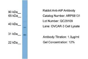 WB Suggested Anti-AIP  Antibody Titration: 0. (AIP anticorps  (Middle Region))