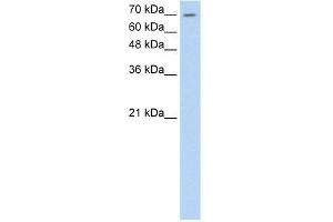 Human HepG2; WB Suggested Anti-LSR Antibody Titration: 0. (LSR / LISCH (C-Term) anticorps)
