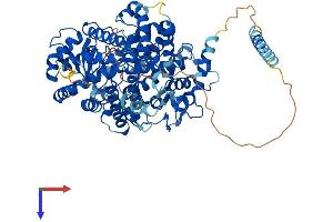 AlphaFold protein structure predicition of Mouse Recombinant Ecel1 Protein, UniprotID Q9JMI0