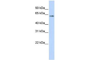 WB Suggested Anti-TP53 Antibody Titration:  0. (p53 anticorps  (N-Term))