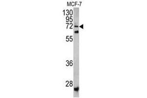 Western blot analysis of SCFD1 antibody (C-term) in MCF-7 cell line lysates (35ug/lane). (SCFD1 anticorps  (C-Term))