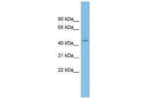 WB Suggested Anti-C19orf55 Antibody Titration: 0. (C19orf55 anticorps  (Middle Region))